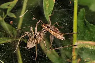 Agelena labyrinthica