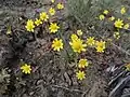 Flowering near Ellensburg, WA