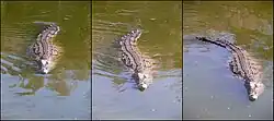 Nile crocodile (Crocodylus niloticus) swimming