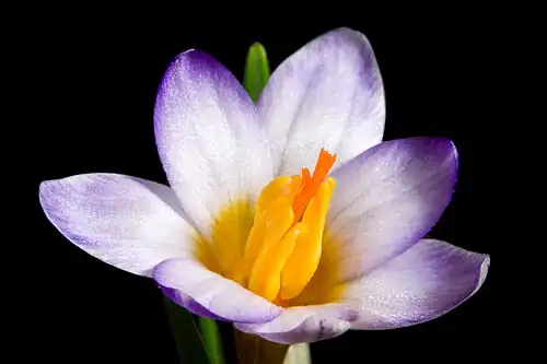Closeup of flower
