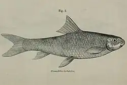 Crossocheilus diplochilus (Heckel, 1838), illustrated by Reginald Beavan