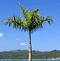 Crownshaft on a royal palm, Dominican Republic