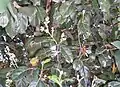Fowers and leaves