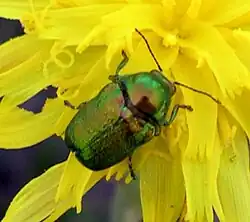Cryptocephalus sericeus