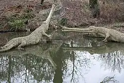 The two Teleosaurus