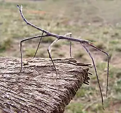 Ctenomorpha marginipennis