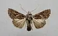 Ctenoplusia limbirena