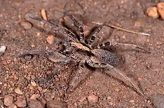 female C. transvaalensis