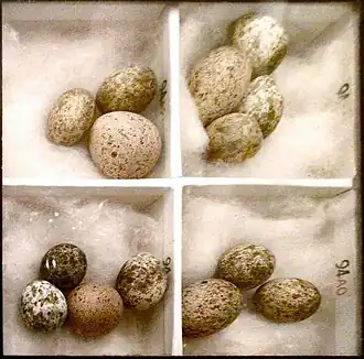 photo of box of cuckoo and reed warbler eggs