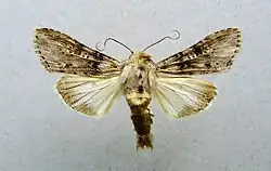 Cucullia absinthii
