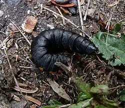 Cucullia intermedia