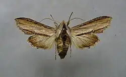 Shargacucullia scrophulariae