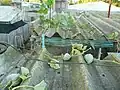 A vining cultivar growing up to a roof