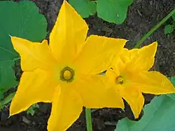 Two male flowers