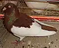 Red Magpie marked Culbutant