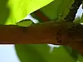 Close-up of head of O.&nbsp;fulgidus ("culebra chocoya", locally), in El Crucero, Managua, Nicaragua
