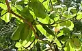 O. fulgidus on a branch of tropical almond (Terminalia catappa), El Crucero, Managua, Nicaragua