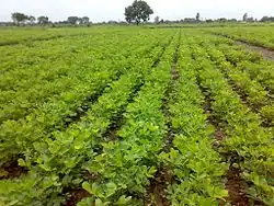 Cultivation at the Directorate of Groundnut Research, Gujarat, India, 2009