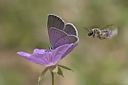 A small blue and a bee