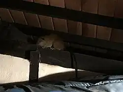 Giant Atlantic tree-rat (Phyllomys thomasi) at Ilhabela-SP, Brasil