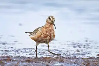 Adult moulting out of breeding plumage on autumn migration, St Petersburg, Russia