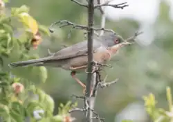 Moltoni's warbler, Piedmont