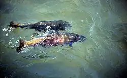 Trout spawning showing typical anamniote external fertilization
