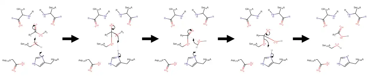 Cutinase hydrolysis