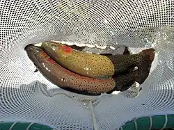 Two cutthroat trout in breeding colors in a net in the SNRA