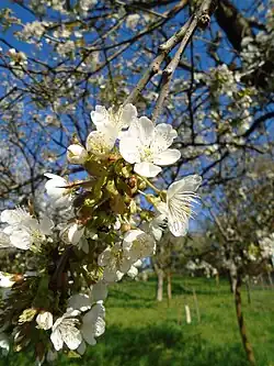 Cherry pedicels in flower (photo)