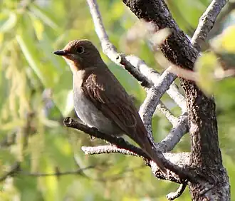 Female, Japan