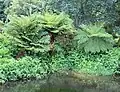 Habitat