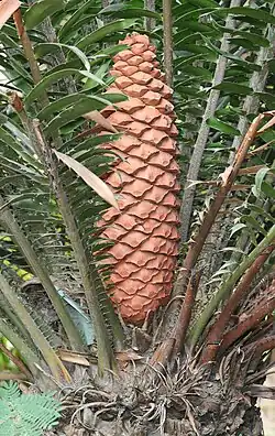 Leaves and strobilus of Encephalartos sclavoi