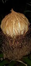 Female cone with closed megasporophylls