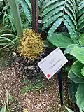 Cycas multipinnata at University of California Botanical Garden.