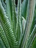 Young leaflets curled back, "revoluta"