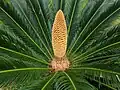 "cone and foliage"