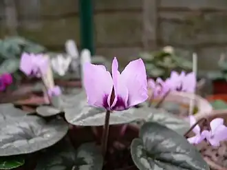 C.&nbsp;elegans