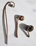Coiling flower stalk