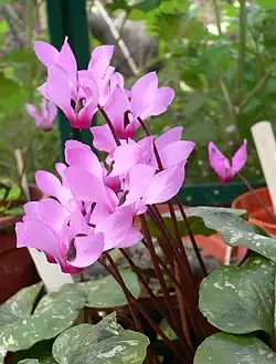 C.&nbsp;rhodium