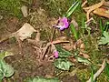 Opening of the flowers