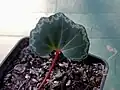 Young leaf