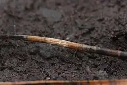 Cast conifer needle infected by Cyclaneusma
