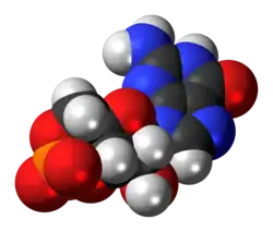 Space-filling model of the cyclic guanosine monophosphate anion