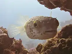 C. spilostylus from Janub Sina' (Egypt)