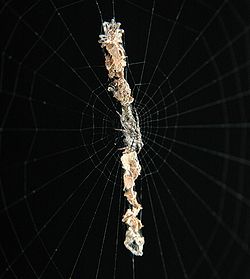 Detritus stabilimentum of Cyclosa oculata