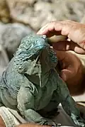 Blue iguana (Cyclura lewisi), Queen Elizabeth II Botanic Park