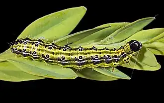 Larva, in the early stages