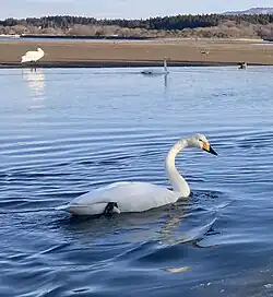 Swan on water