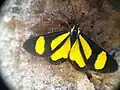 Cyllopoda bipuncta, Paraguay